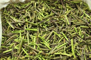 山野菜2